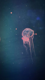 High angle view of jellyfish swimming in water