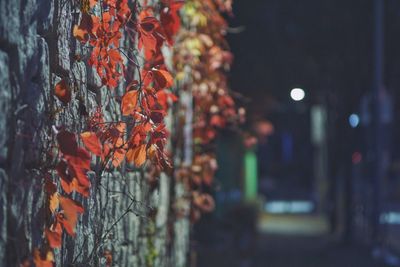 Close-up of autumn leaves at night
