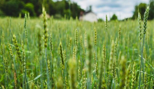 Close-up of wheat growing on field