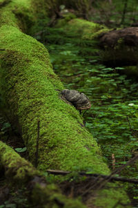 View of lizard on rock