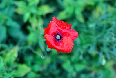 Close-up of red rose blooming outdoors