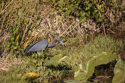 View of a bird on field