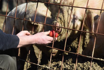 Feeding pigs on a farm, animal husbandry and livestock farming