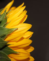 Close-up of yellow rose flower against black background