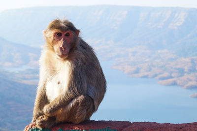 Portrait of monkey sitting on mountain against sky