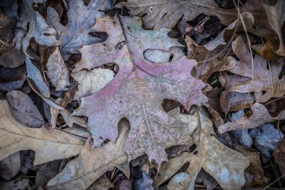 leaf