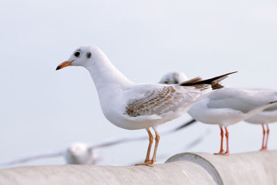 Close-up of seagull perching