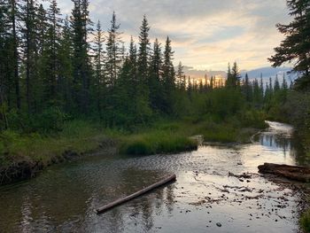 Scenic view of river in forest against sky