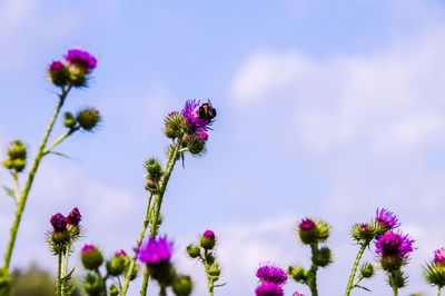 Close-up of pink flowers