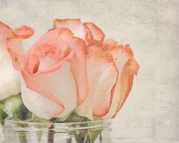 Close-up of pink roses on table