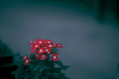 Close-up of red flowering plant