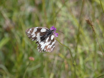 Close-up of butterfly pollinating on flower