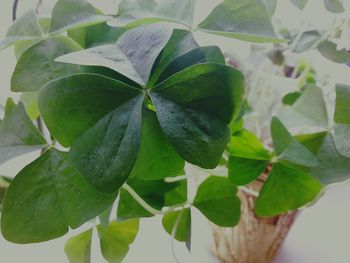 Close-up of green leaves