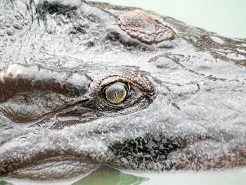 Close-up of crocodile in lake