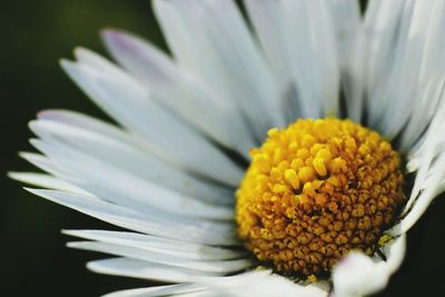 Close-up of daisy flower