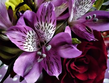 Close-up of purple flowering plant