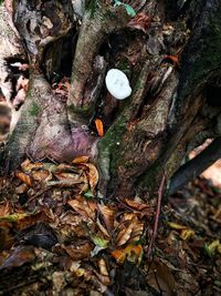 High angle view of mushrooms growing on tree trunk