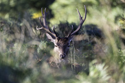 Close-up of deer by plants in forest