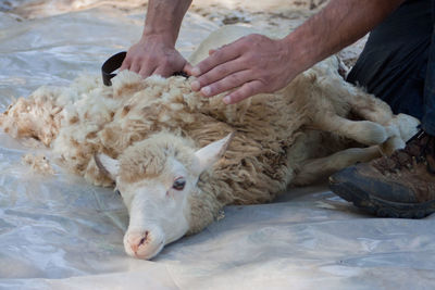 Close-up of hand feeding sheep in water