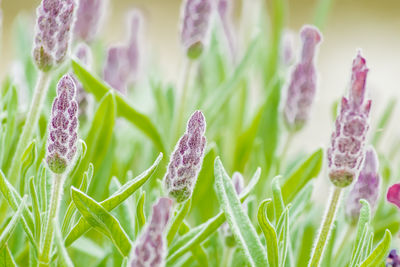 Close-up of flowers growing in field