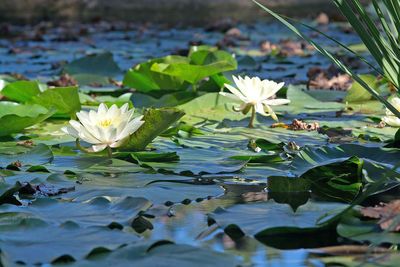 Close-up of lotus water lily in lake