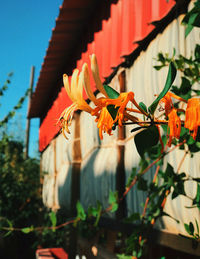 Close-up of red flowering plants on building