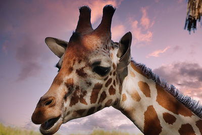 giraffe