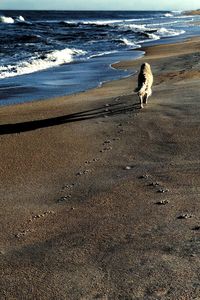 Dog on beach