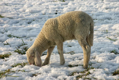 Sheep standing on frozen field during winter