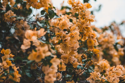 Close-up of yellow flowering plants on field