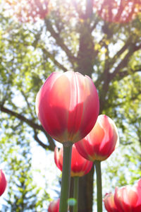 Close-up of pink flowers