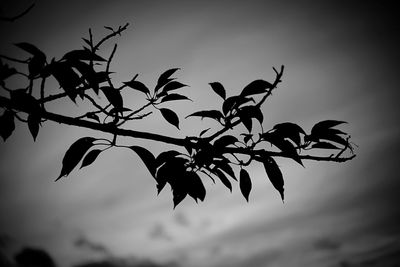 Low angle view of leaves against sky