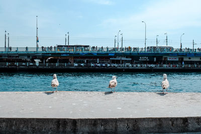 Seagulls perching on promenade by sea