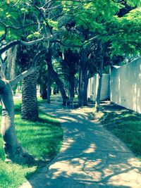 View of trees in park