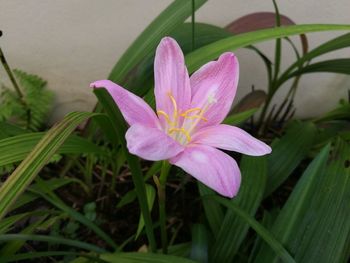 Close-up of purple flowers blooming outdoors