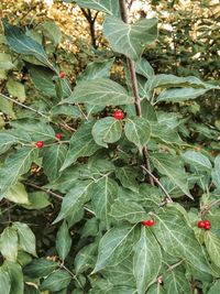 Leaves on plant