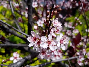 Close-up of cherry blossoms in spring