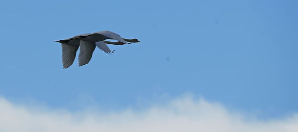 Low angle view of bird flying against clear sky