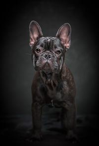 Portrait of dog against black background