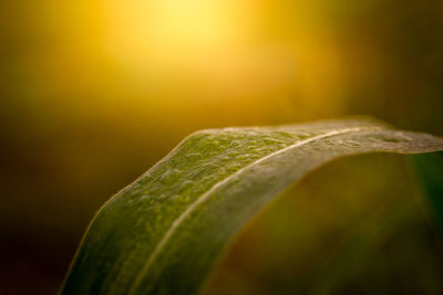 Close-up of fresh green leaves