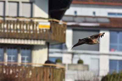 Red kite flying over a building