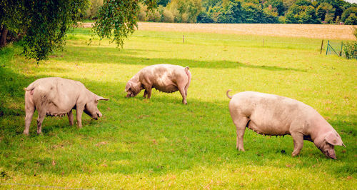 Sheep grazing on field