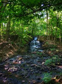 Scenic view of waterfall in forest