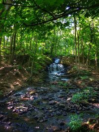 Scenic view of waterfall in forest