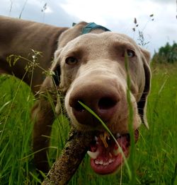 Close-up portrait of a dog