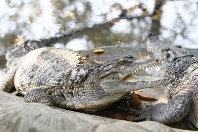 Close-up of lizard on rock