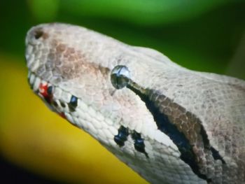 Close-up of lizard