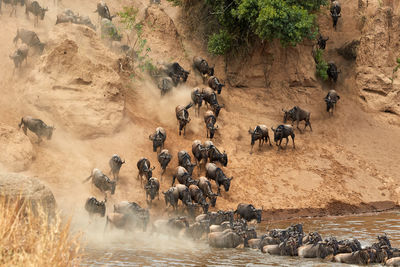 Wildebeest crossing the mara river during the annual great migration.