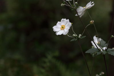 Close-up of white flowering plant