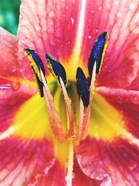 Close-up of wet day lily blooming outdoors